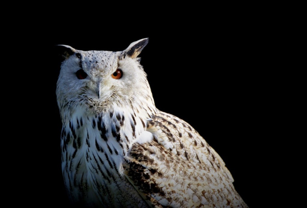 white owl at night