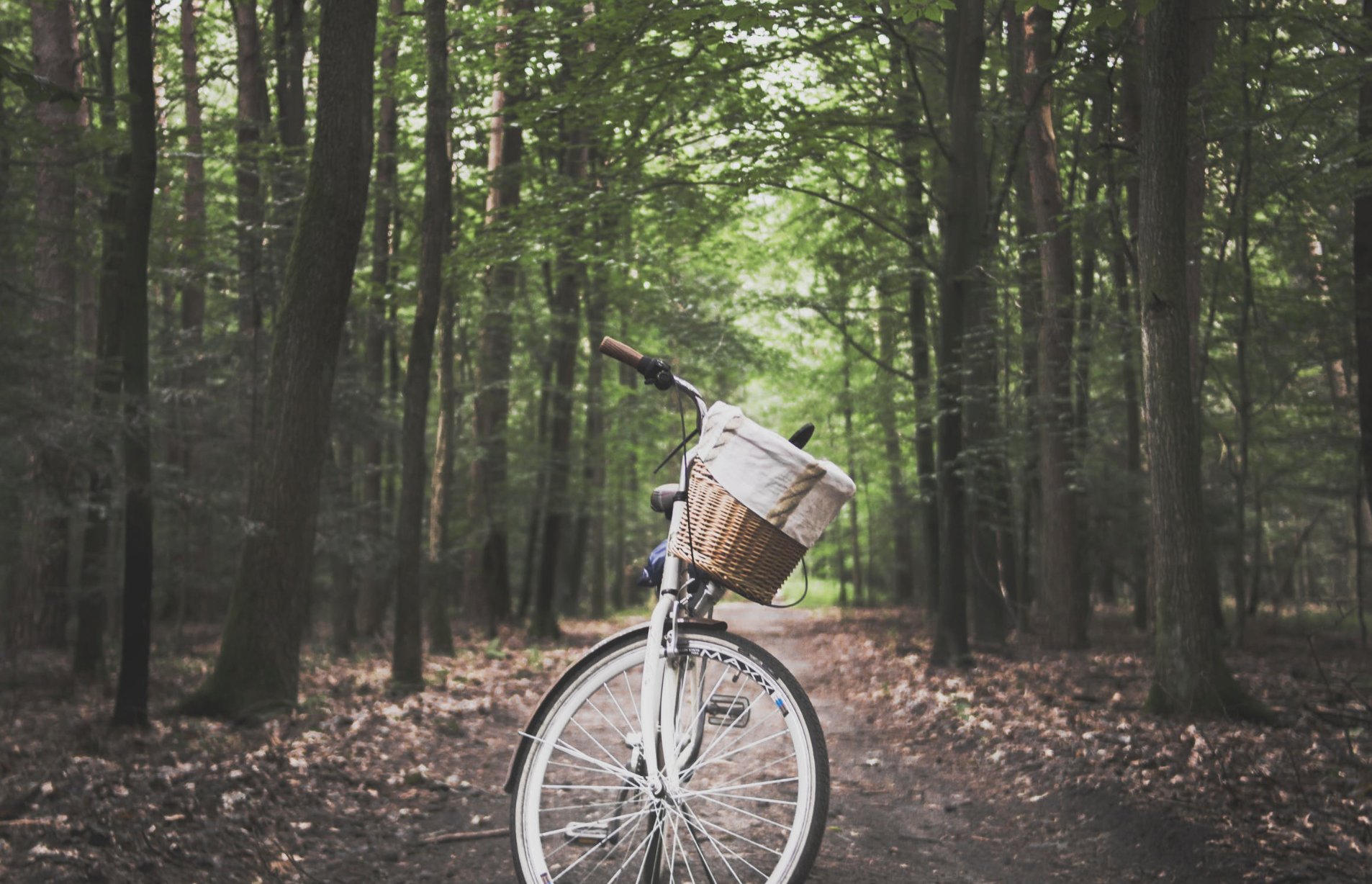 bicycle parked in forest