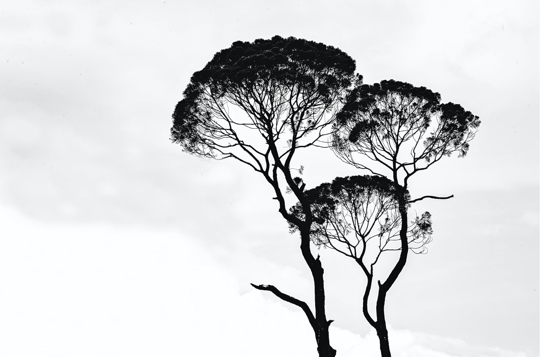 black and white picture of treestree