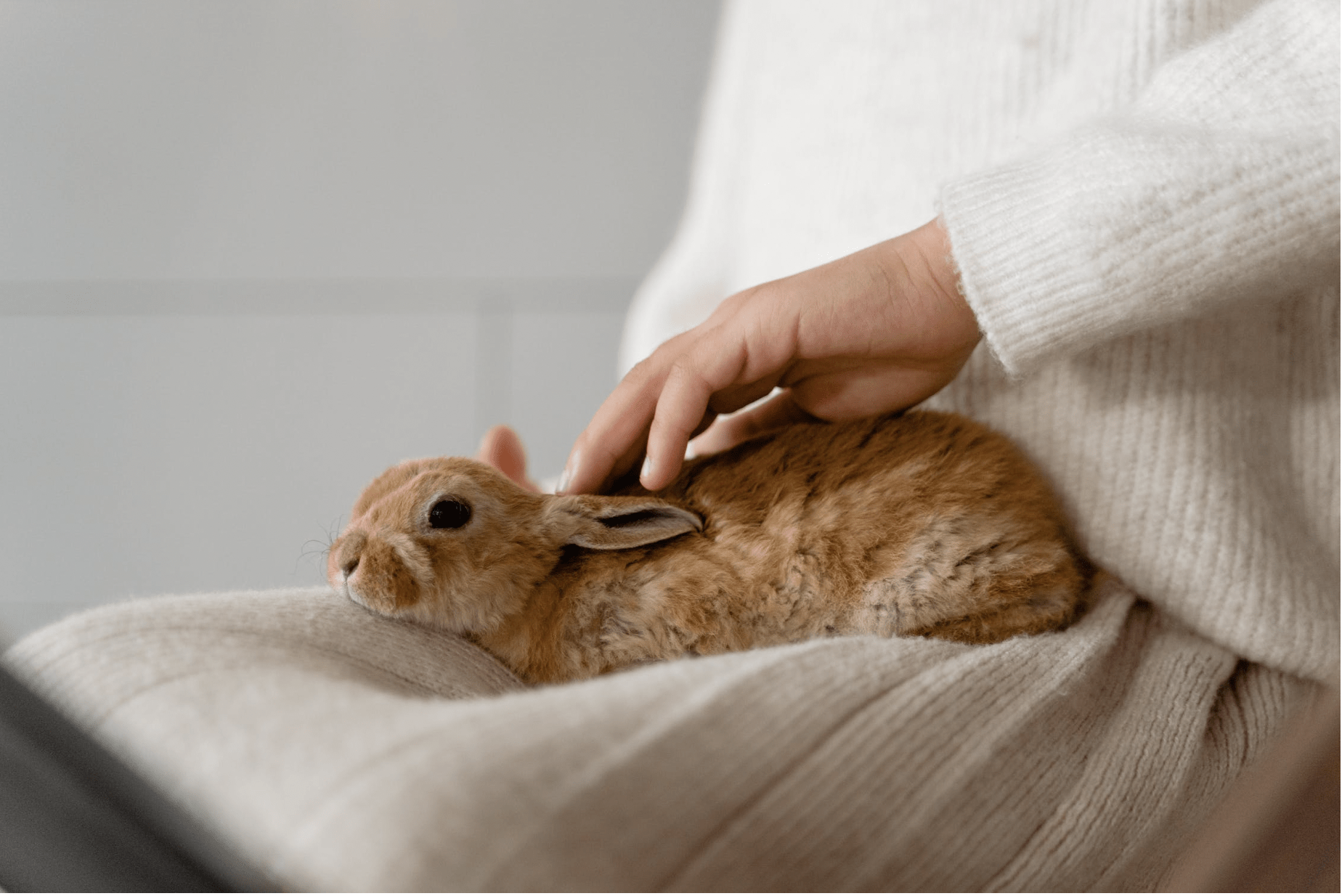 woman petting a rabbit